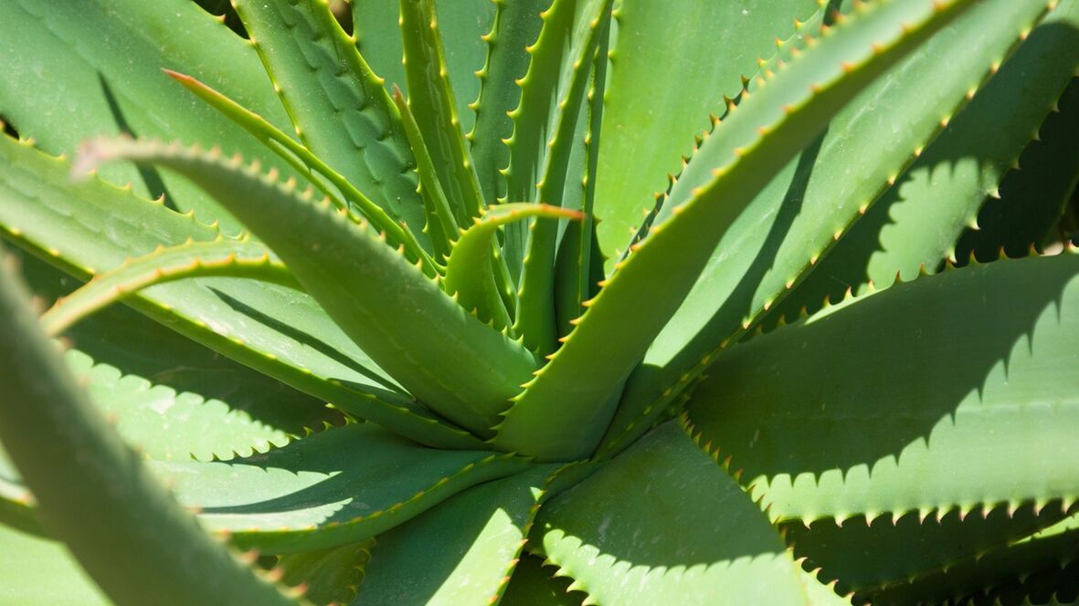 aloe a Hondrofrostban